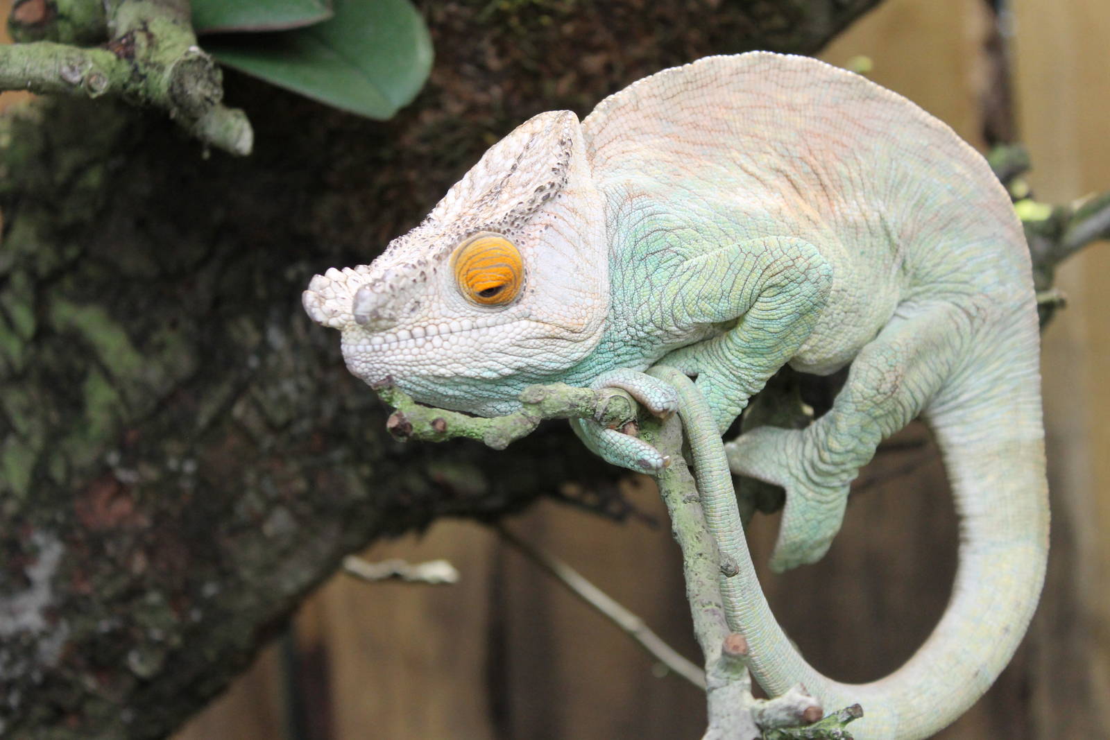 Parson's chameleon