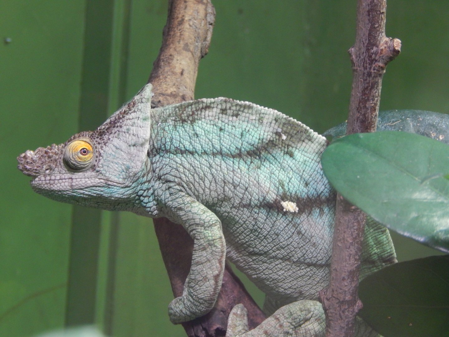 Parson's Chameleon