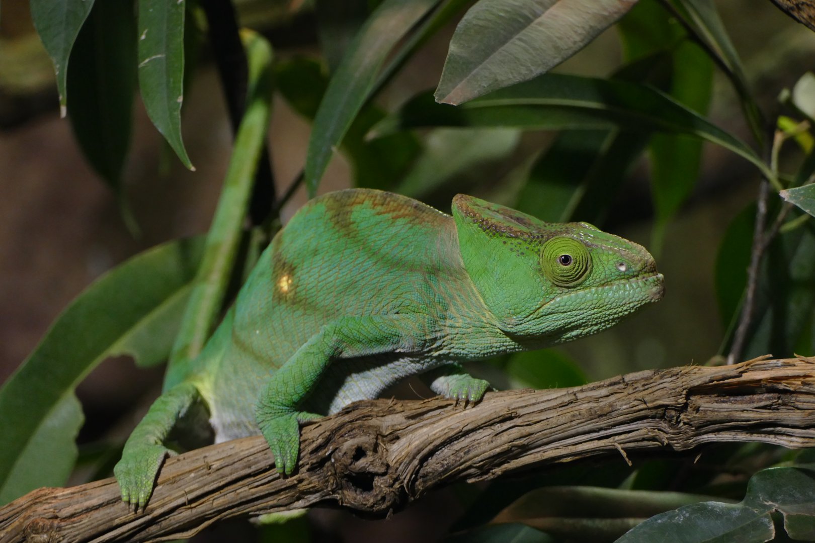 Parson’s chameleon