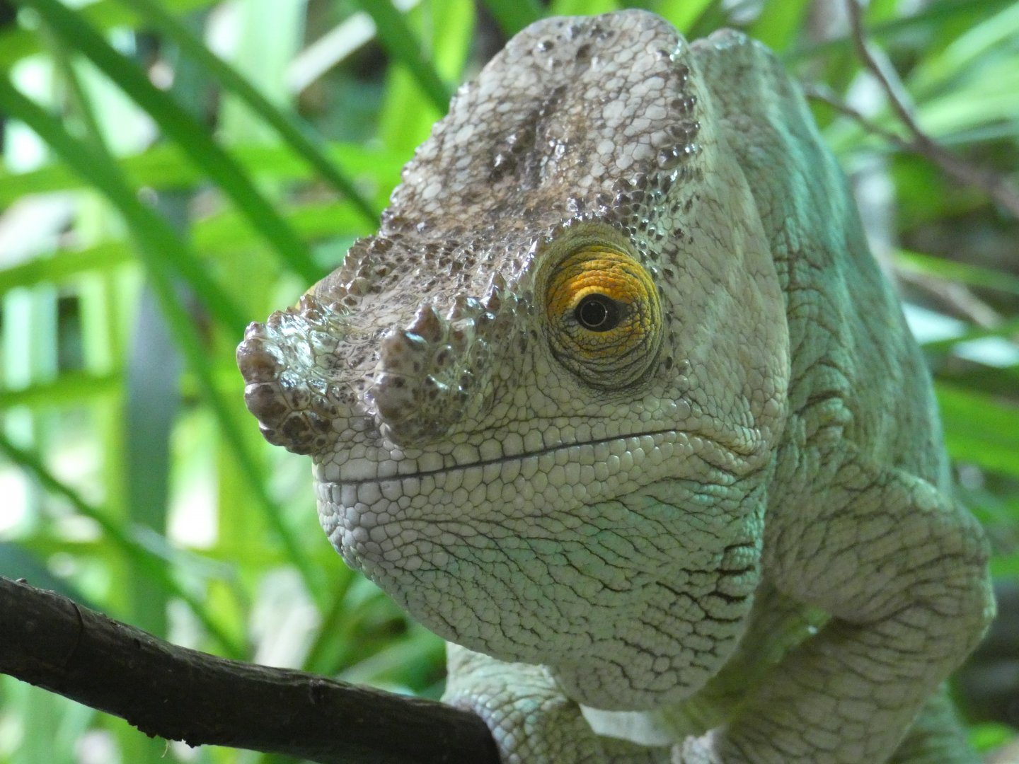 Parson's Chameleon