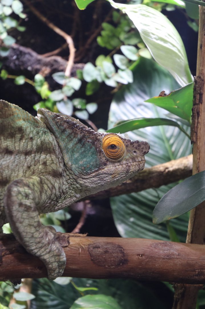 Parson's chameleon