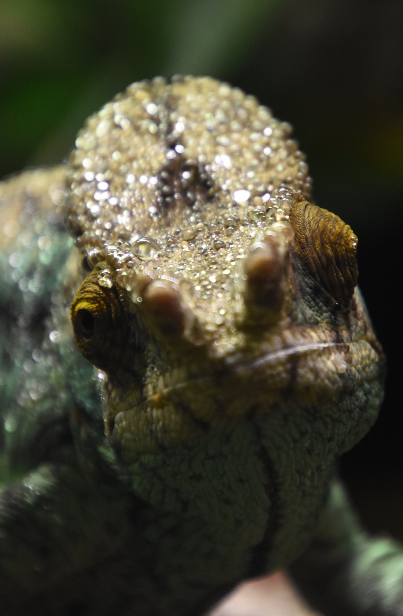 Parson's chameleon