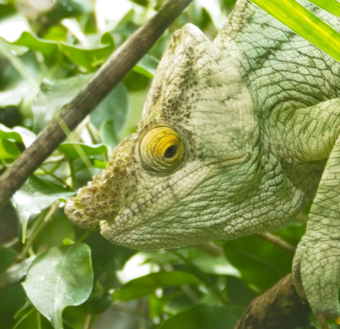 Parsons Chameleon