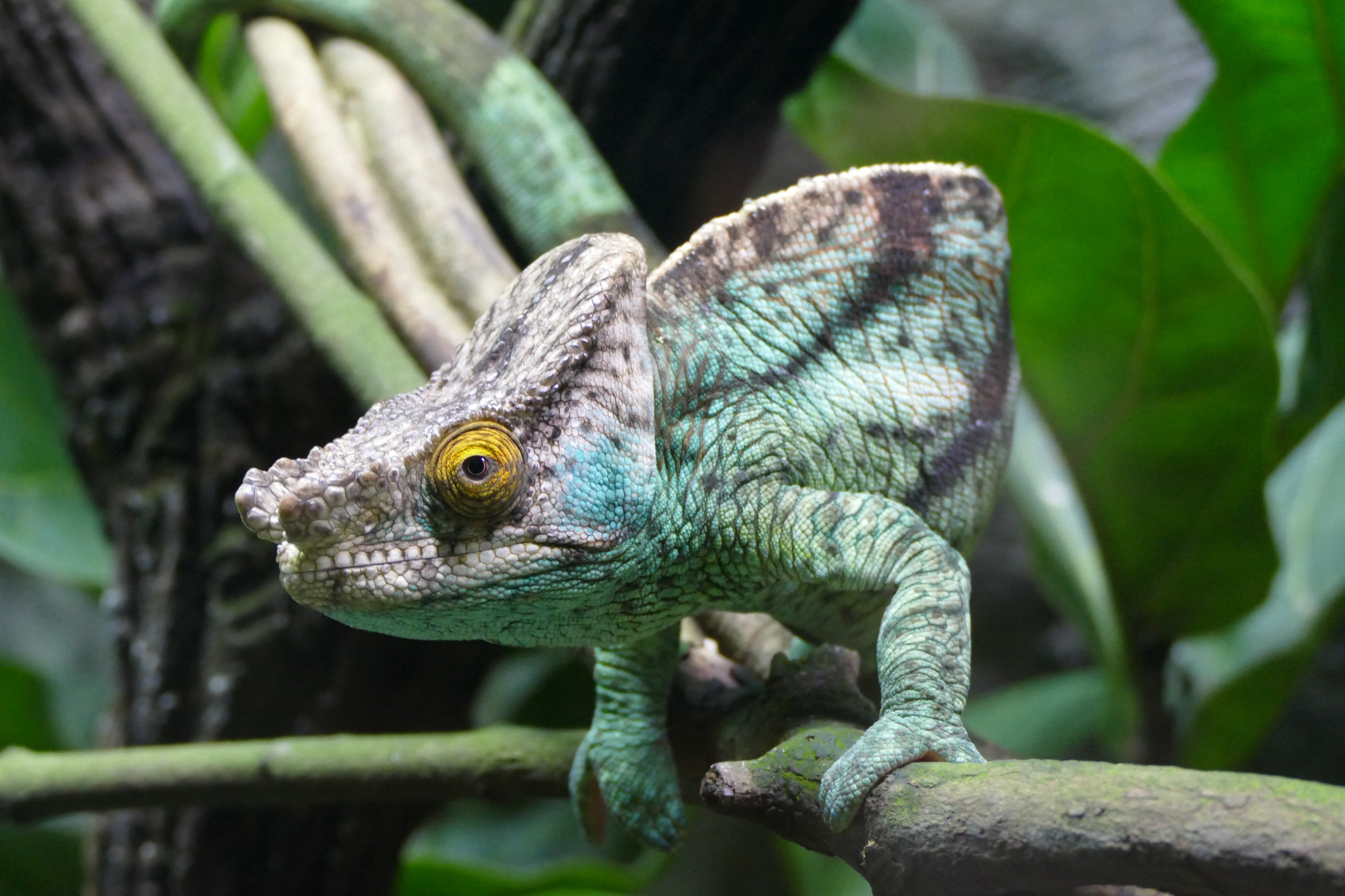 Parson's chameleon