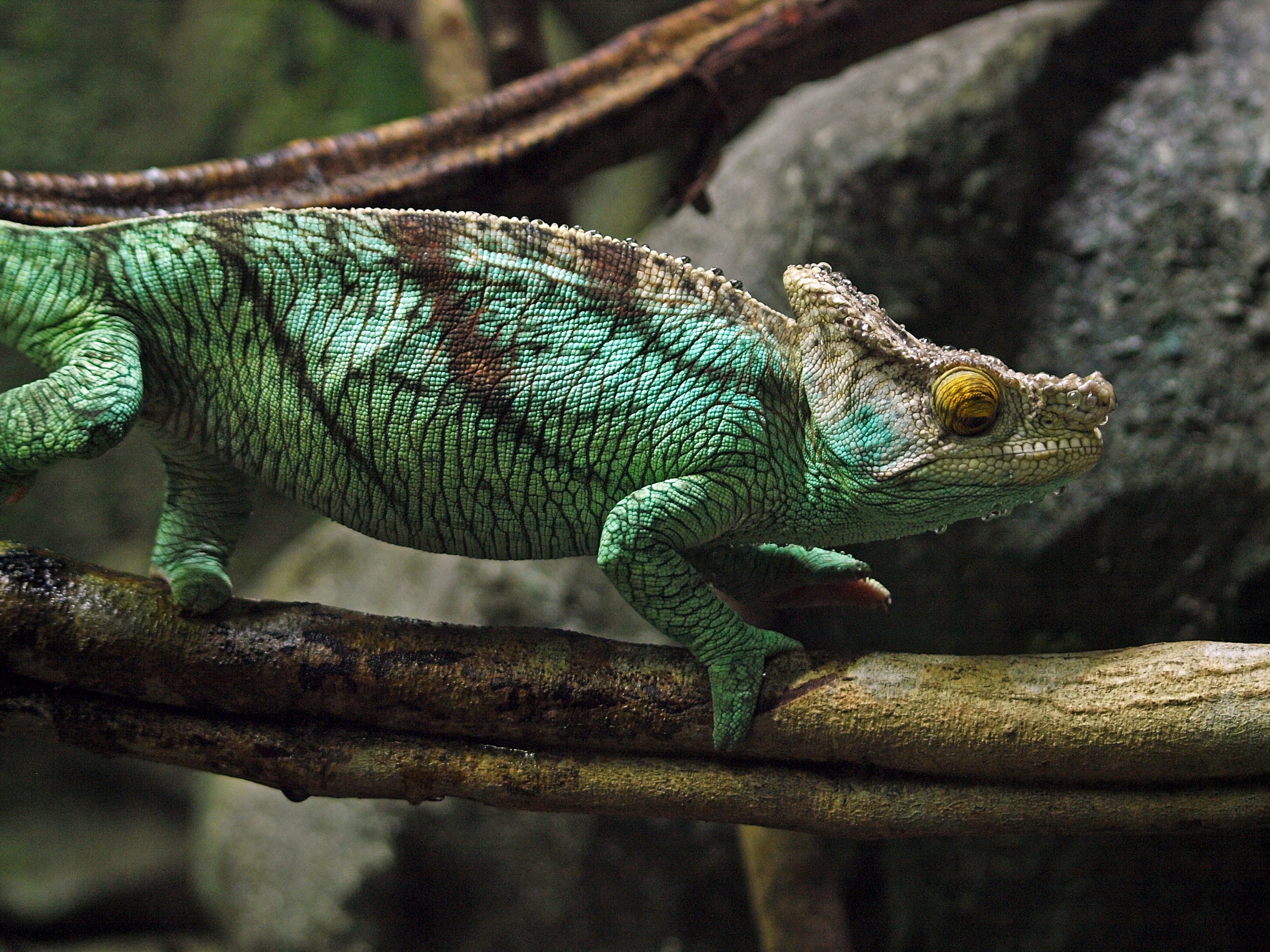 Parson's chameleon