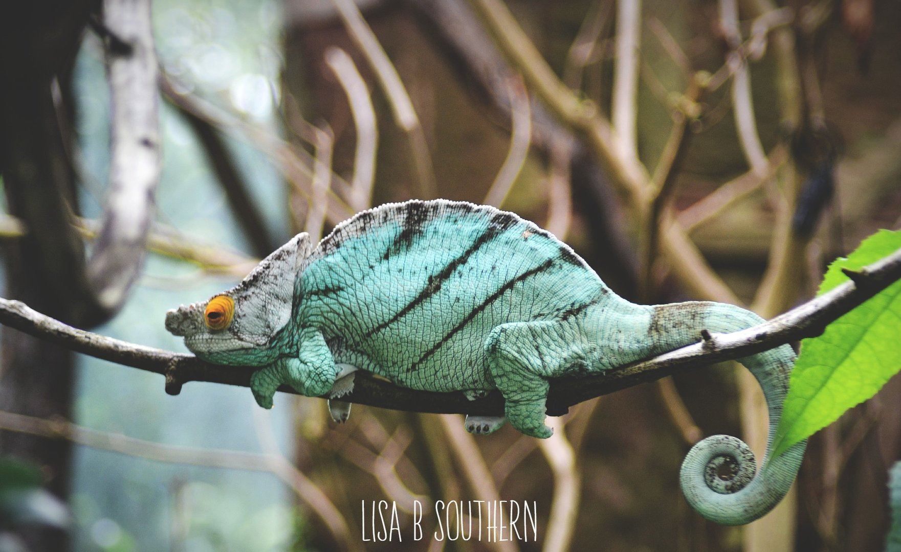 Parson's chameleon