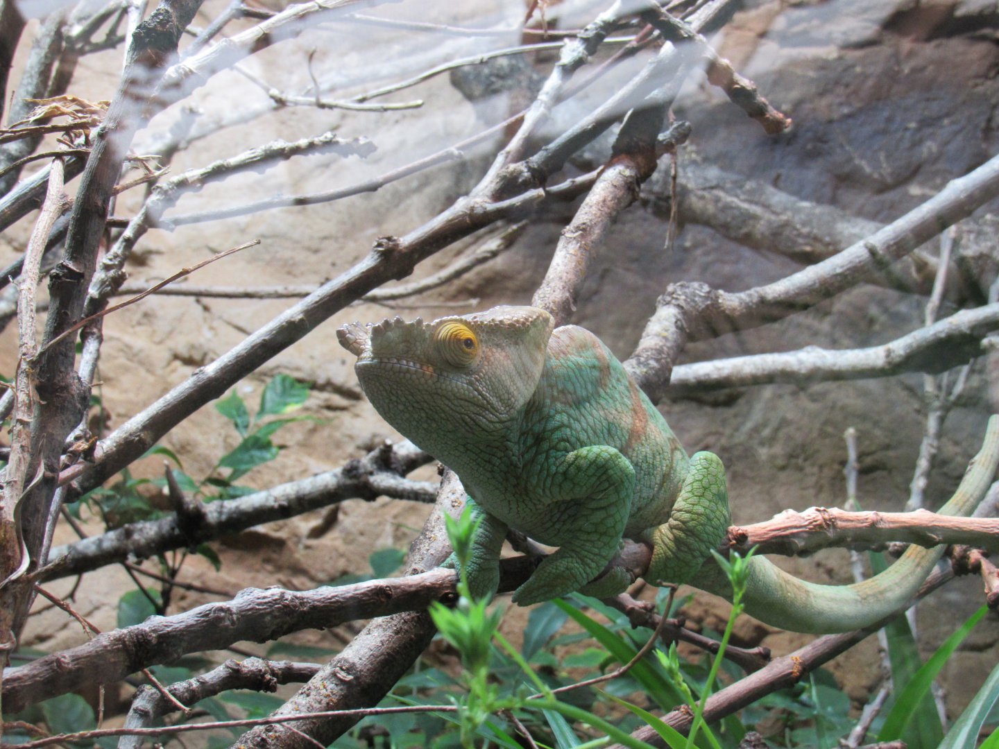 Parson’s chameleon