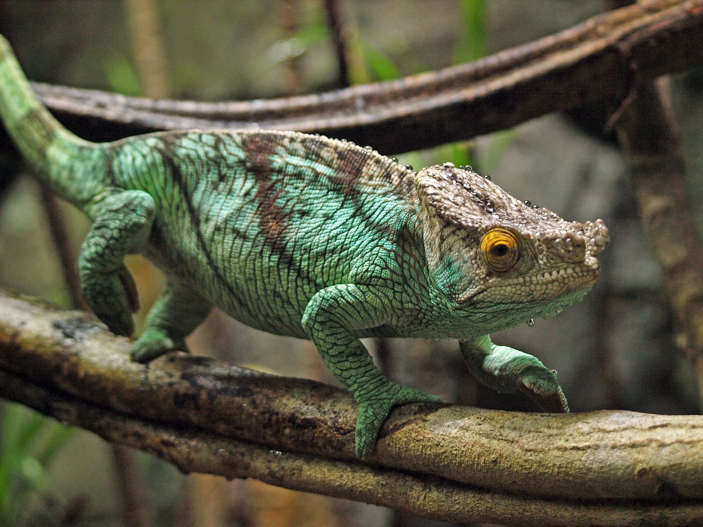 Parson's chameleon