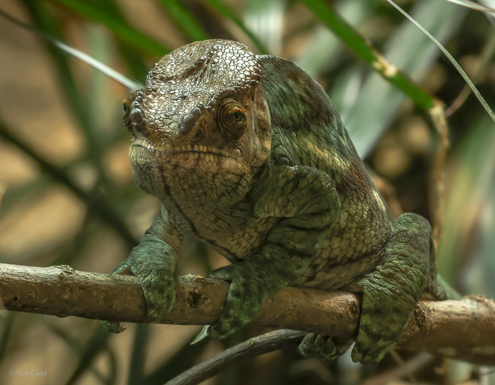 Parsons's chameleon : Chester Zoo : 24 Jun 2024