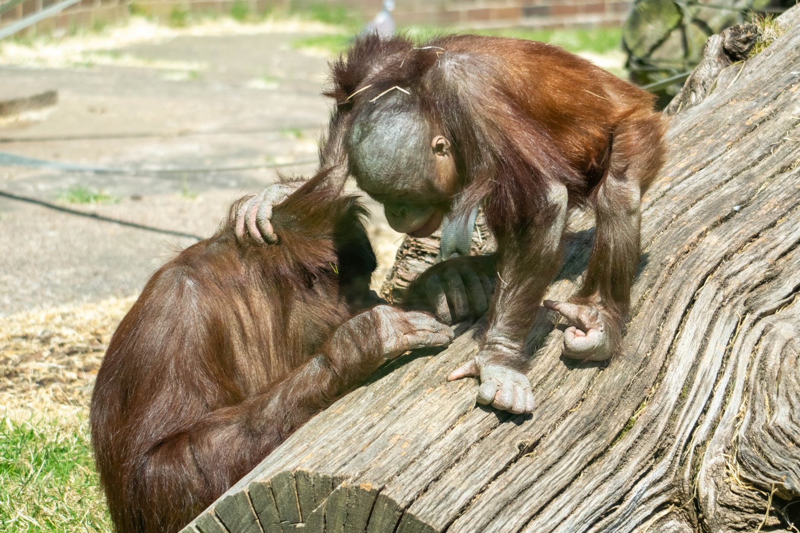 Part 1 of 3 - Bornean Orangutan