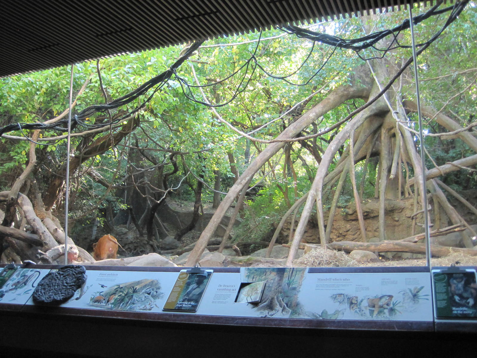 Part 1 of Red River Hog Exhibit