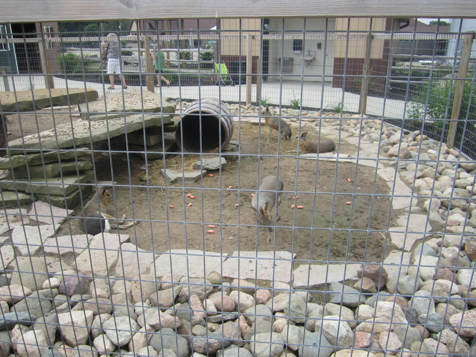 Part 1 of the Patagonian Cavy Enclosure