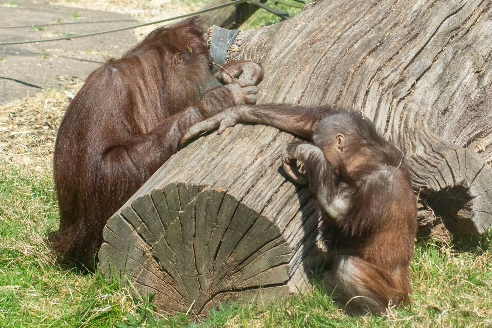 Part 2 of 3 - Bornean Orangutan