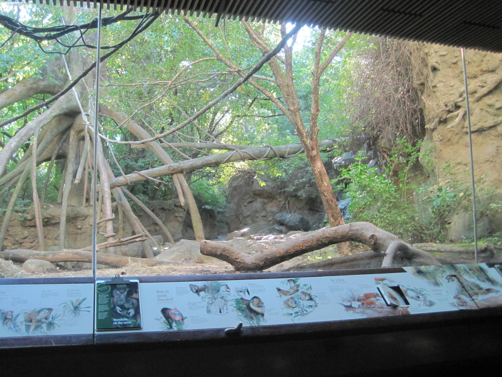 Part 2 of Red River Hog Exhibit