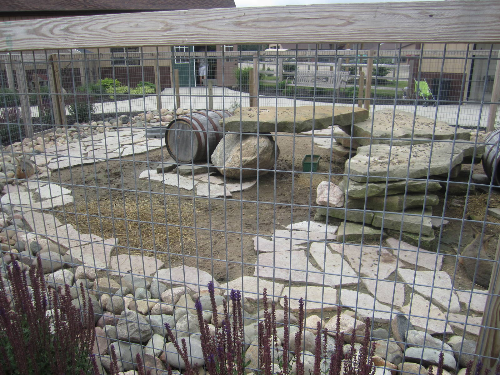 Part 2 of the Patagonian Cavy Enclosure
