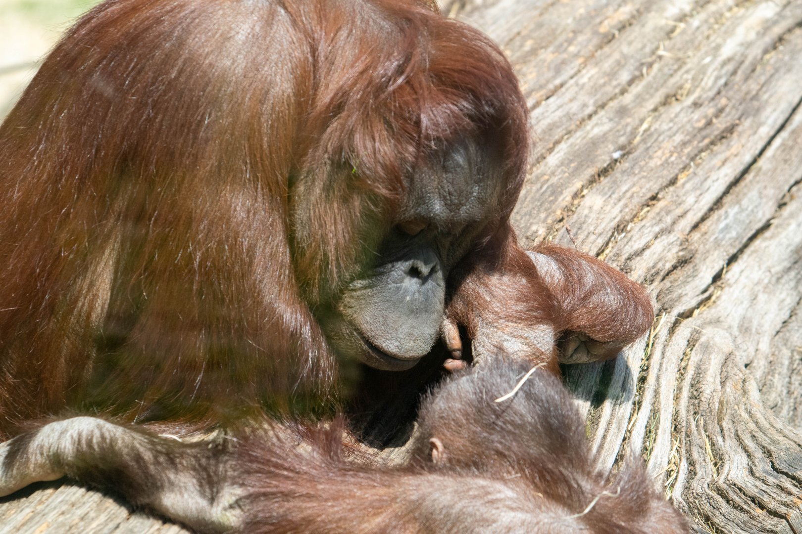 Part 3 of 3 - Bornean Orangutan