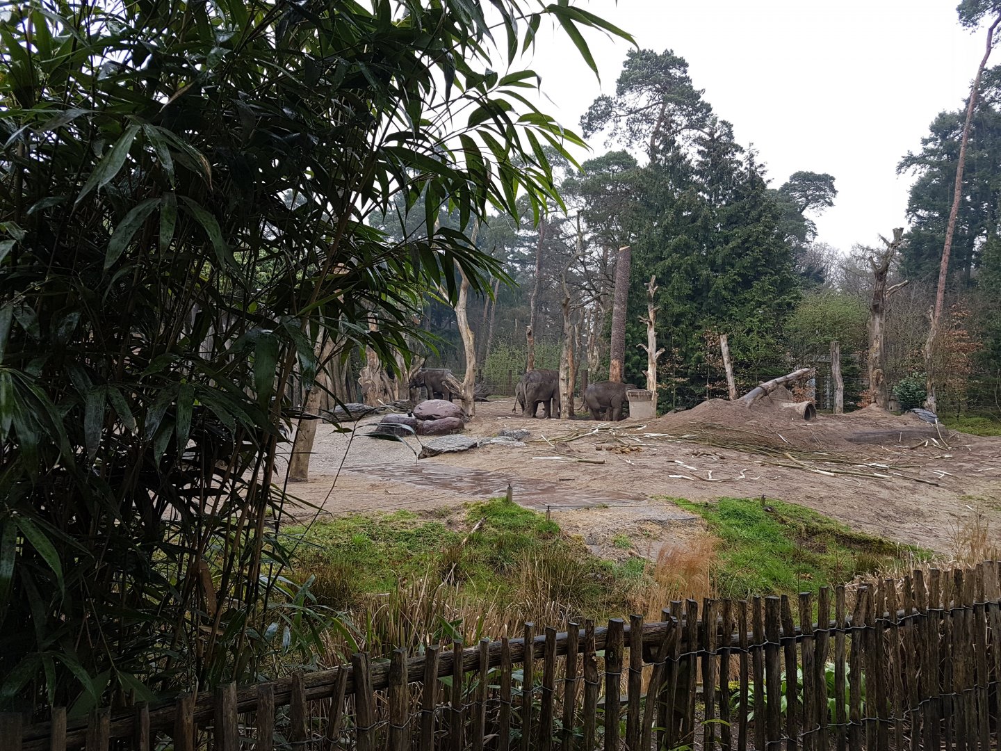 Part Asian elephant-enclosure