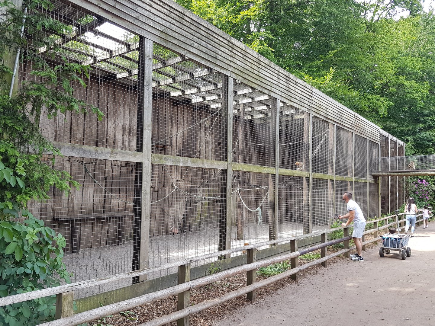 Part Barbary monkey-enclosure