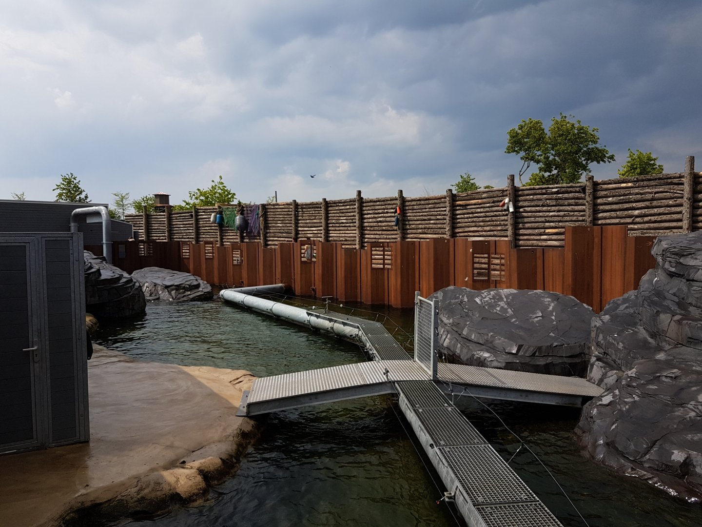 Part Californian sea-lion