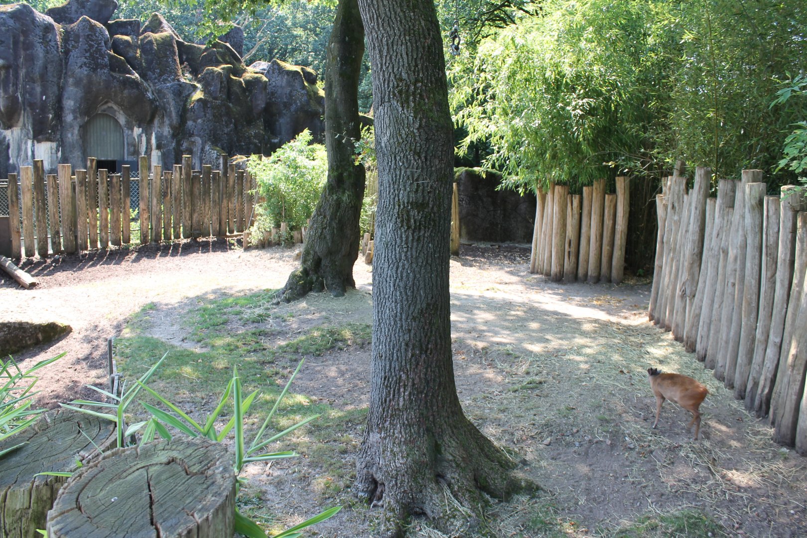 Part Duiker - Bongo enclosure