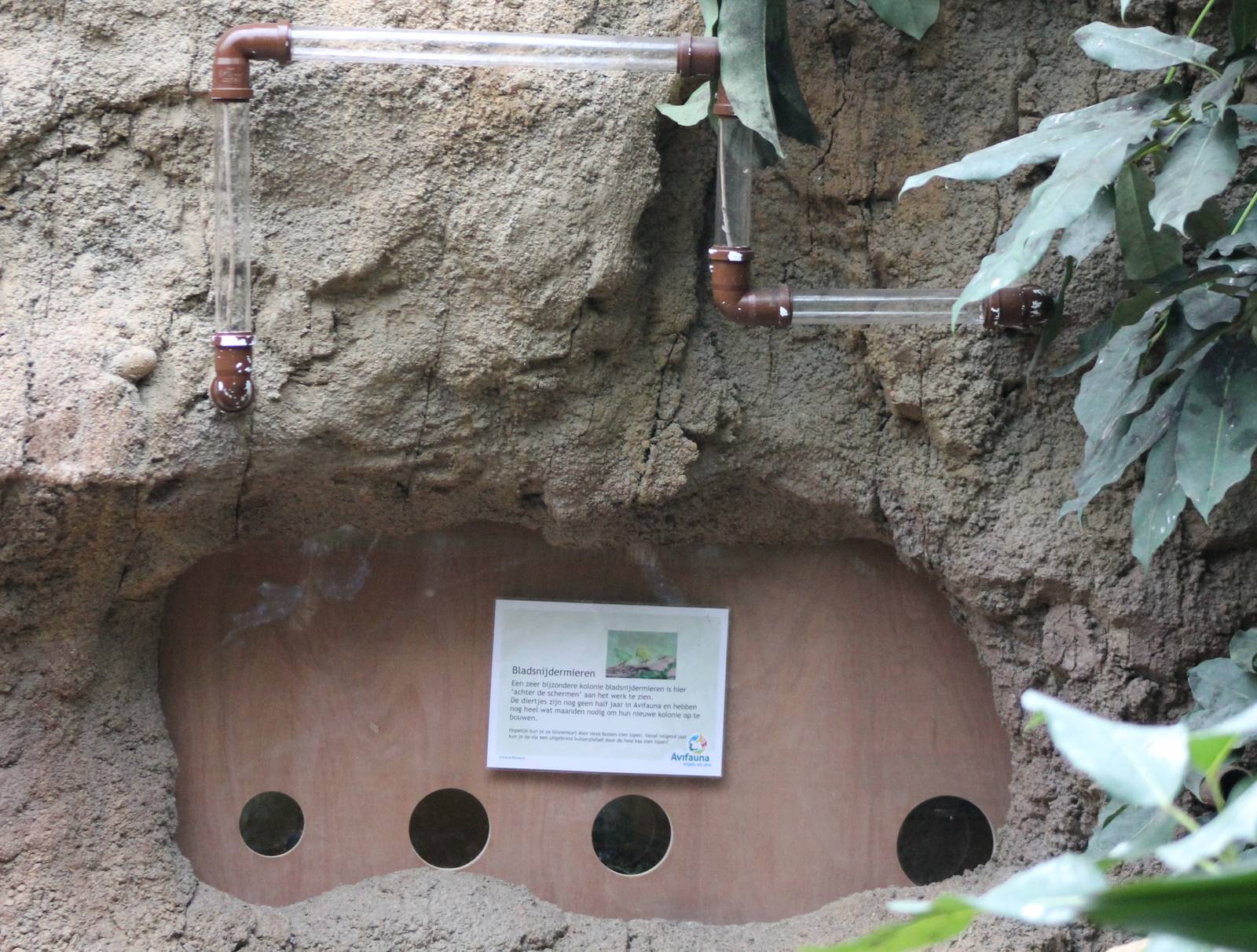 Part enclosure Leaf-cutter ants