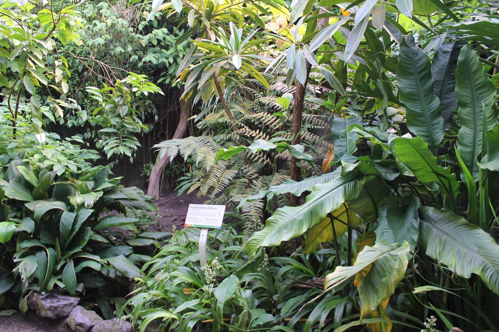 Part enclosure Red-footed tortoise