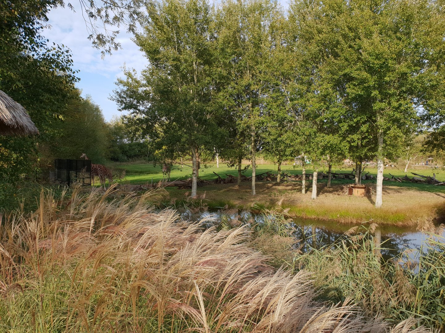Part Giraffe and DeBrazza monkey outdoor enclosure