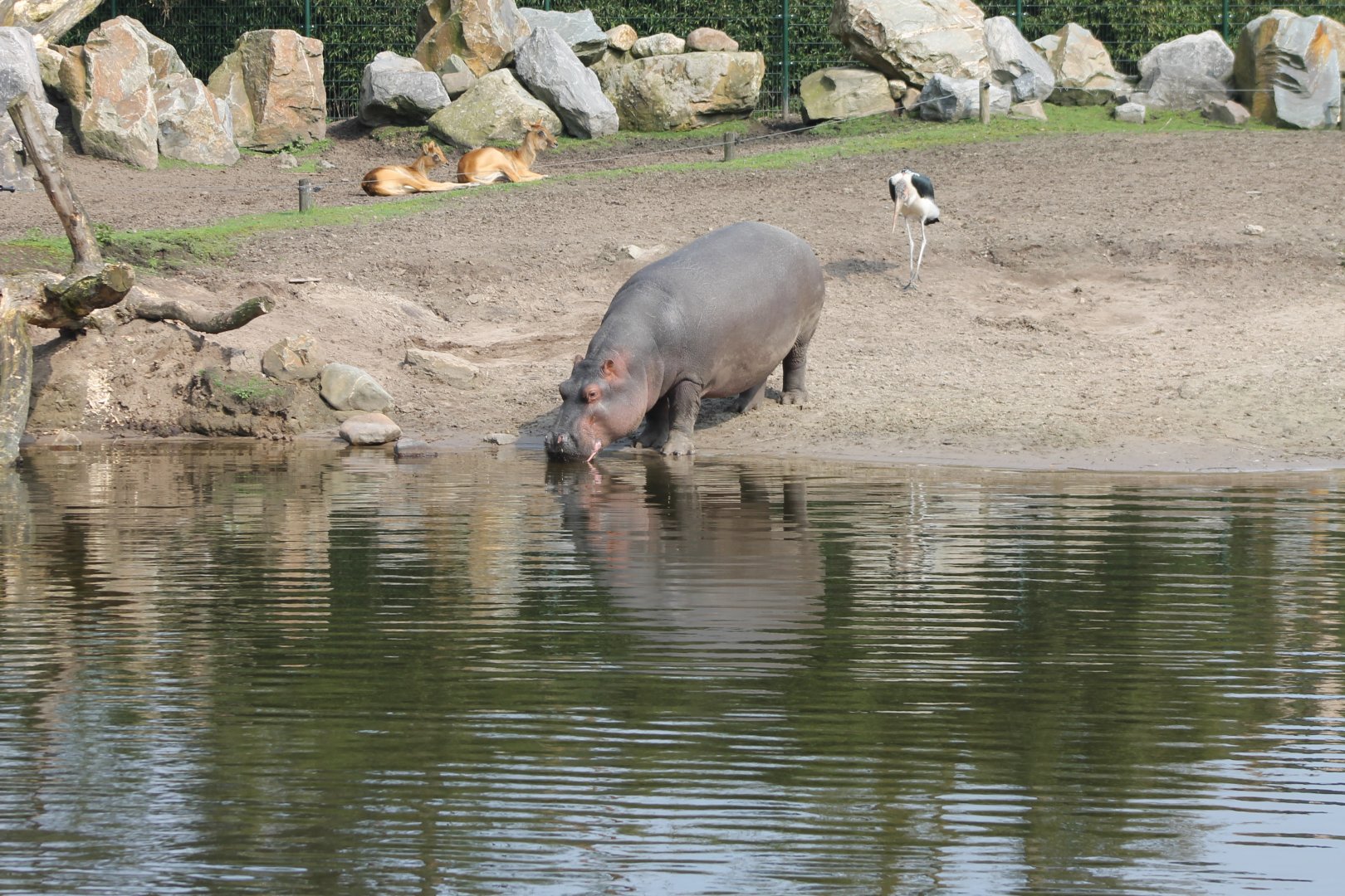 Part Hippo - Antilope - Marabou enclosure