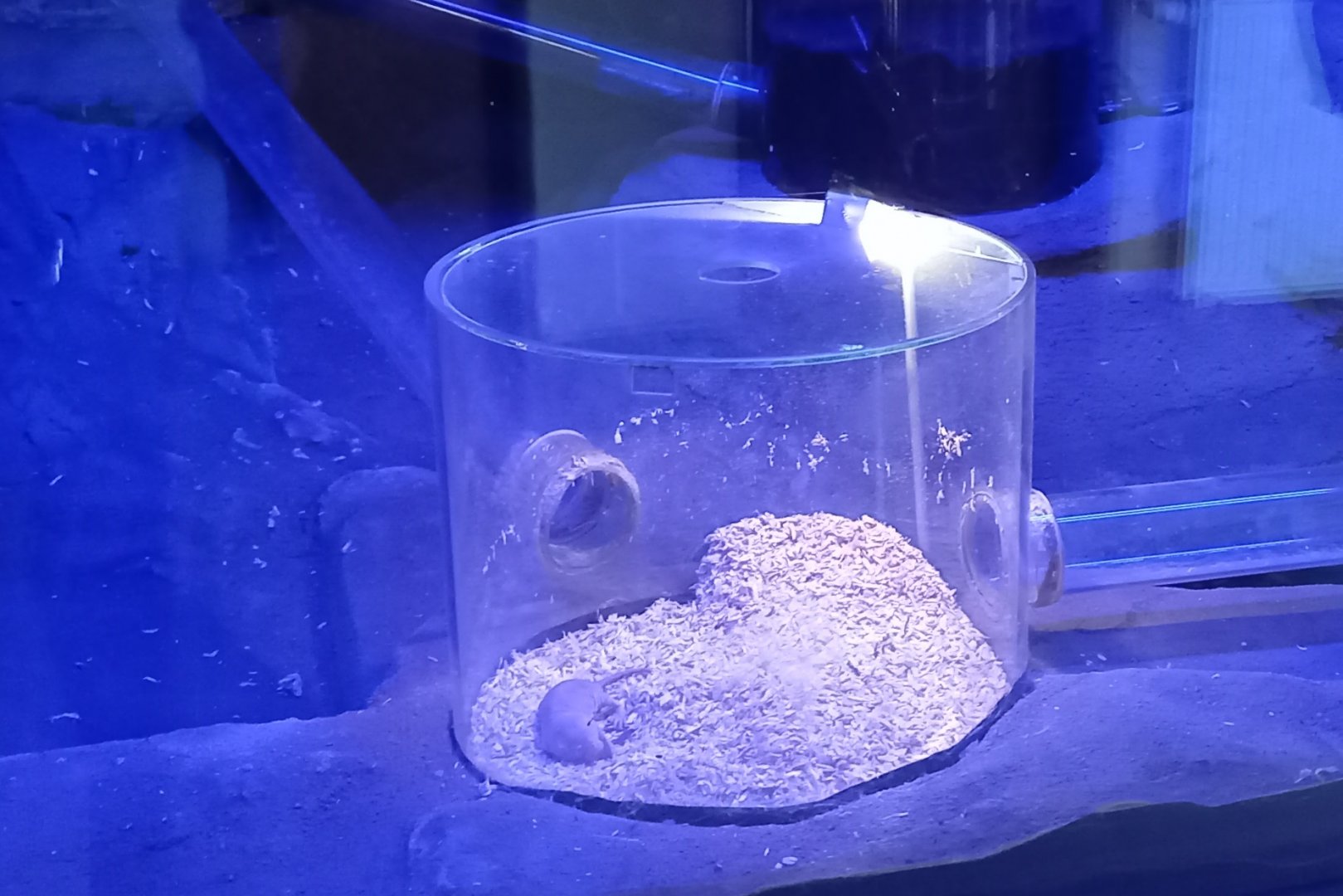 Part Naked mole-rat enclosure