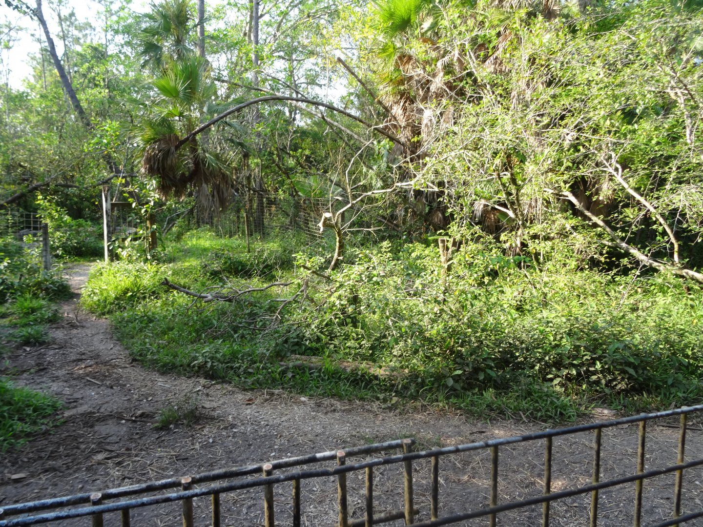 Part of a Baird's Tapir Exhibit
