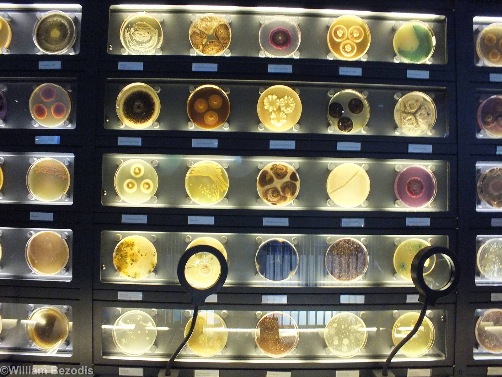 Part of a long wall of Petri Dishes- Micropia