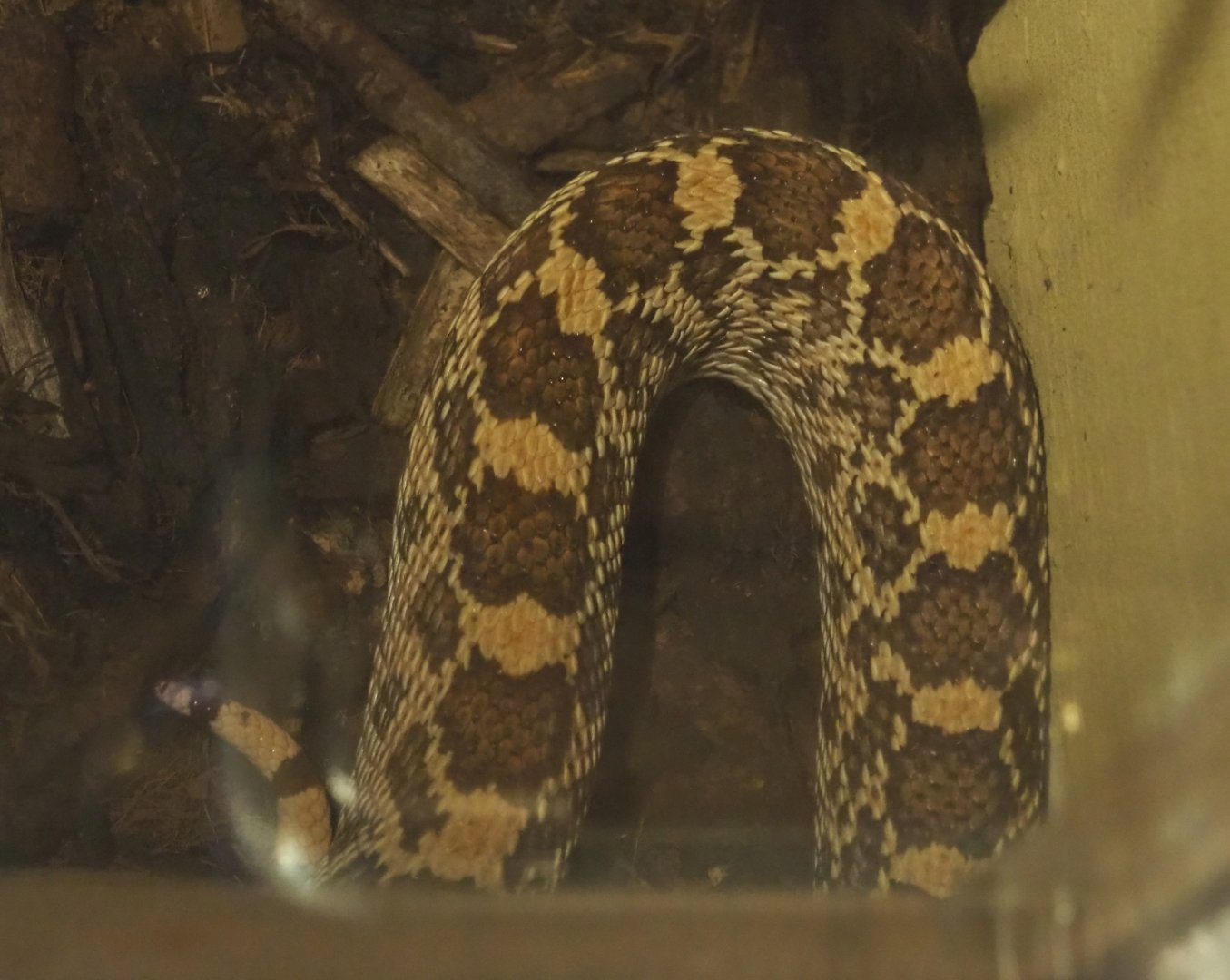 Part of a Pacific gopher snake (Pituophis catenifer catenifer), 2020-09-12