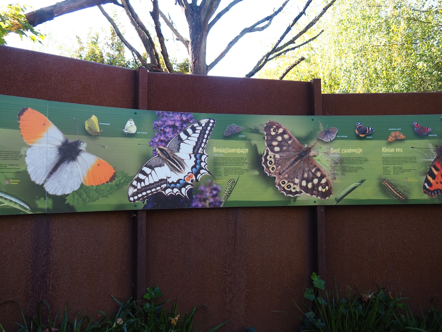 Part of a sign on native butterflies (Oct 13th, 2018)