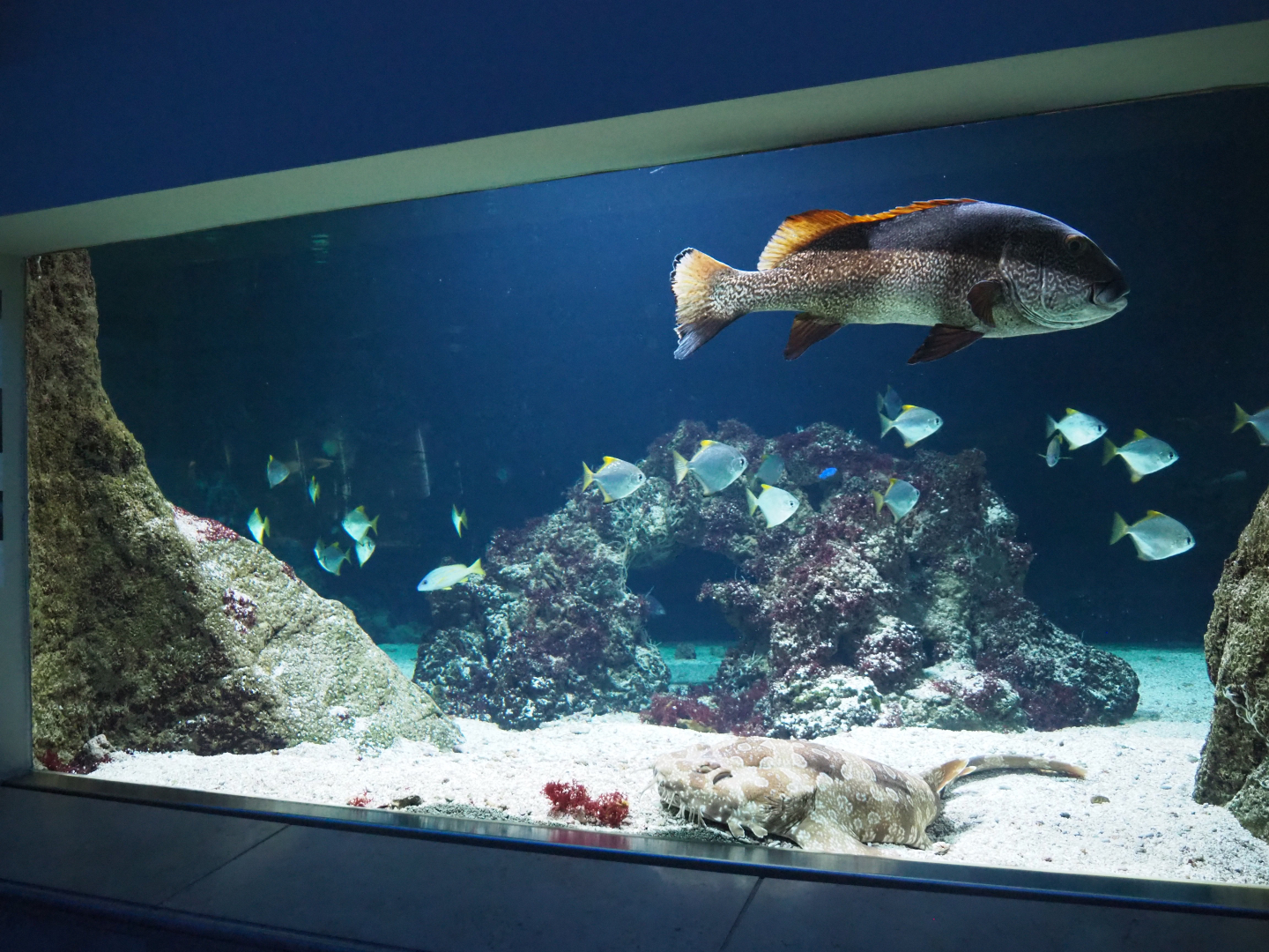 Part of a tropical tank with Black-tipped reef shark, Spotted wobbegong, Giant sweetlips and other species, 2020-09-20