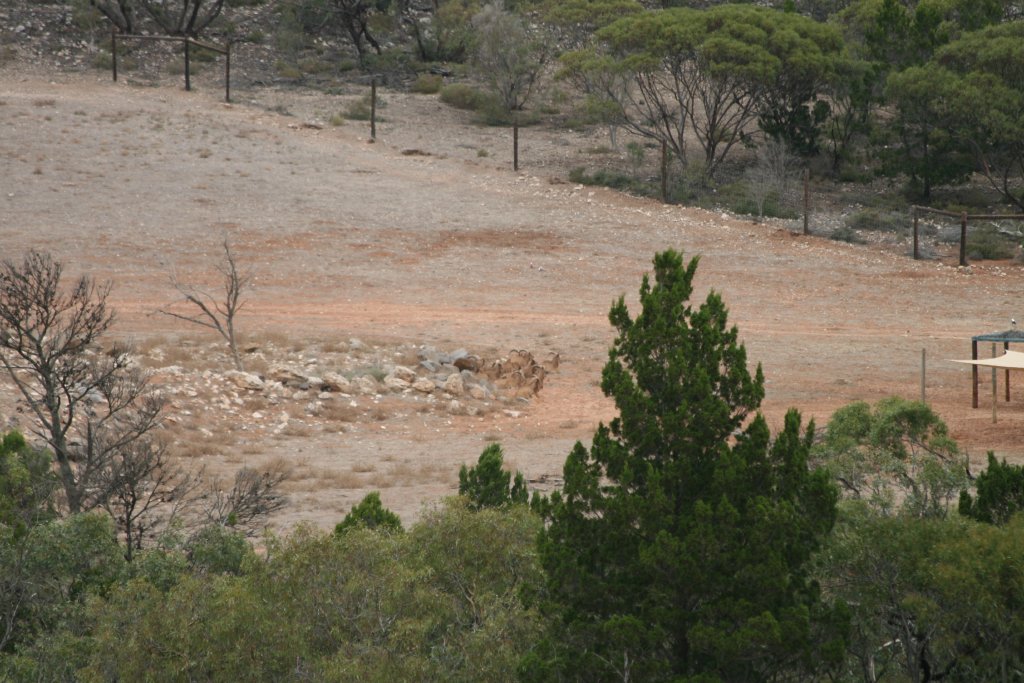 Part of Addax and Barbary Sheep enclosure