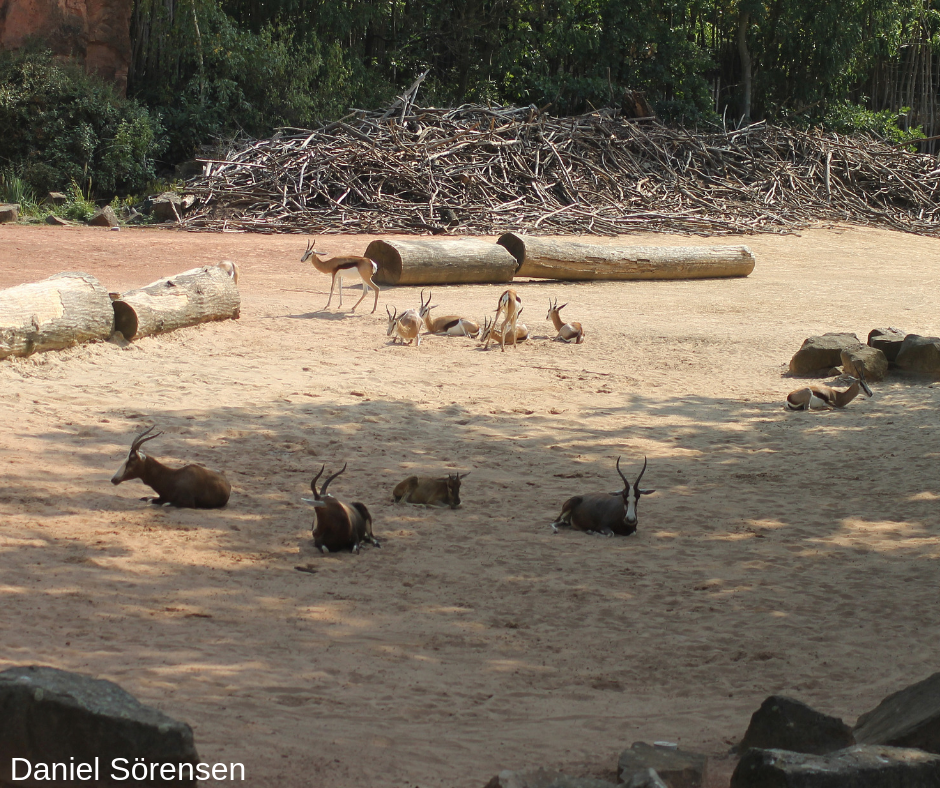 Part of Africa area, mixed enclosure.