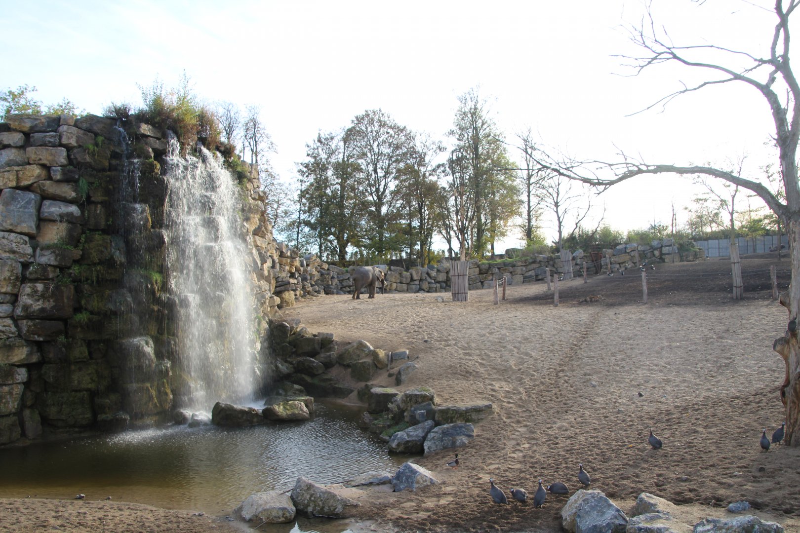 Part of African elephant enclosure.