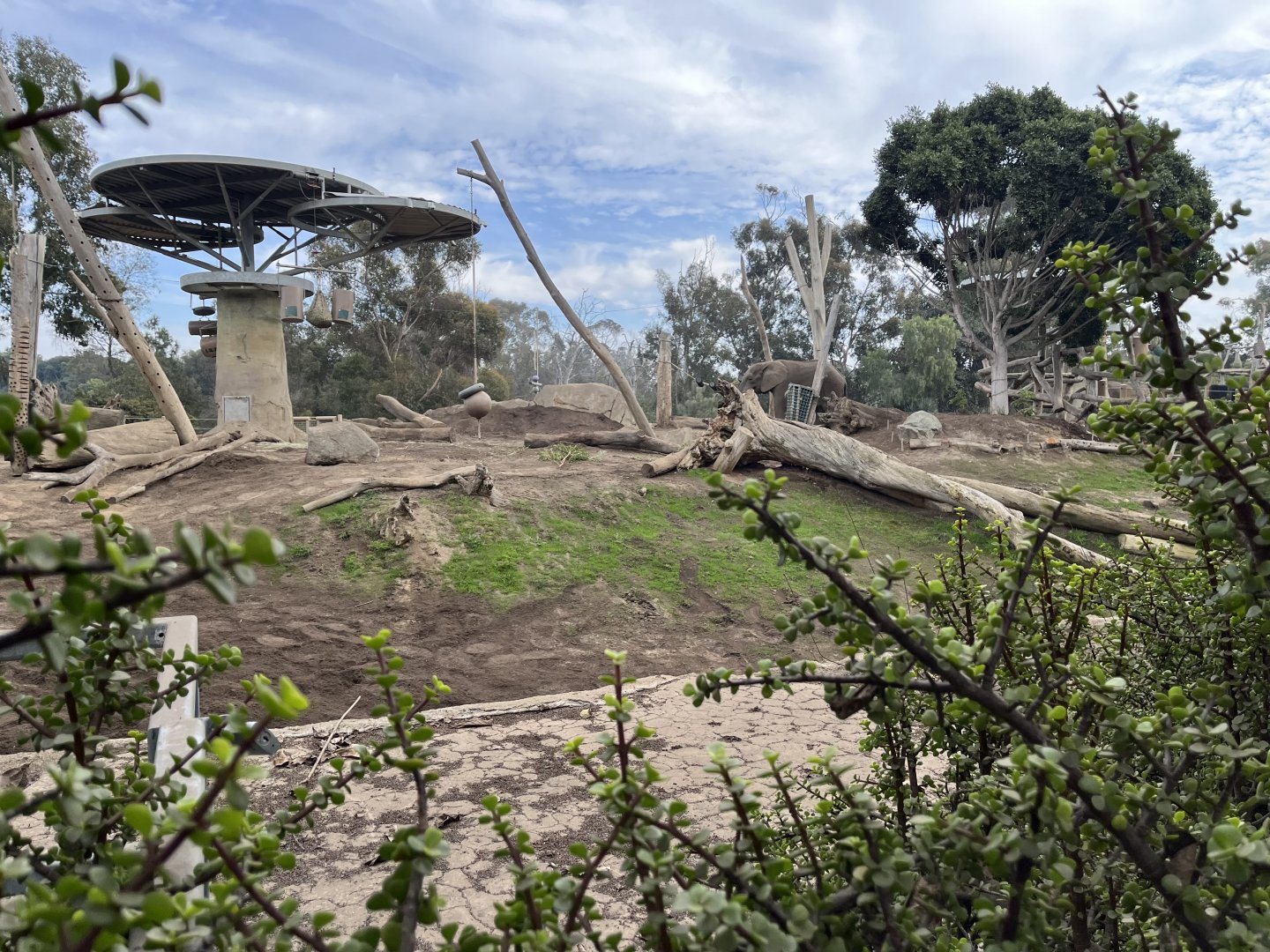 Part of African elephant exhibit