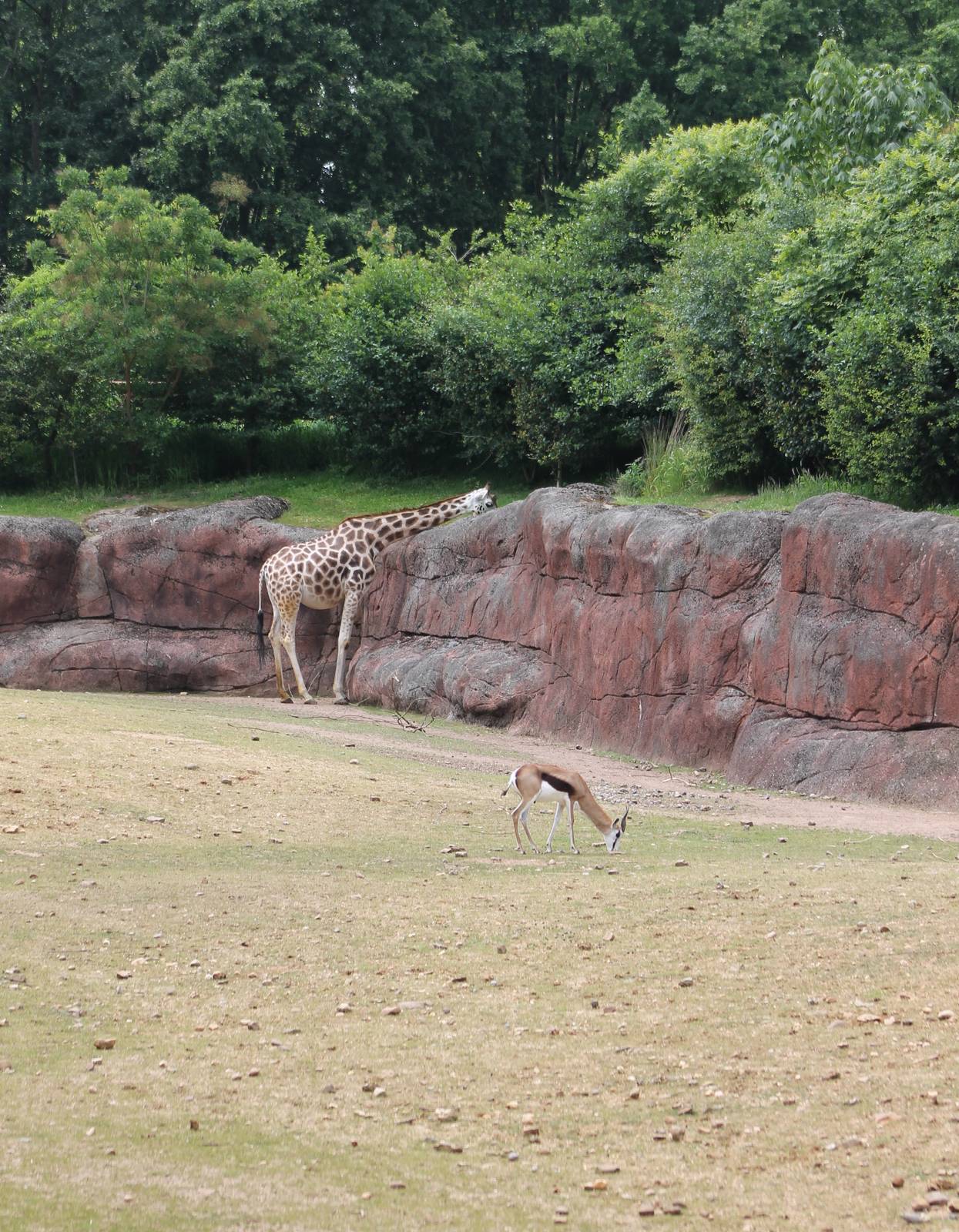 Part of African enclosure