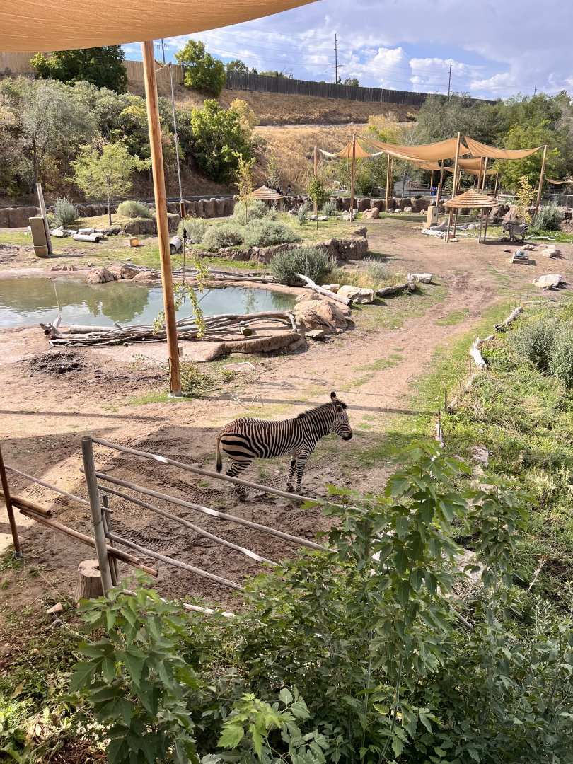 Part of African mixed species exhibit