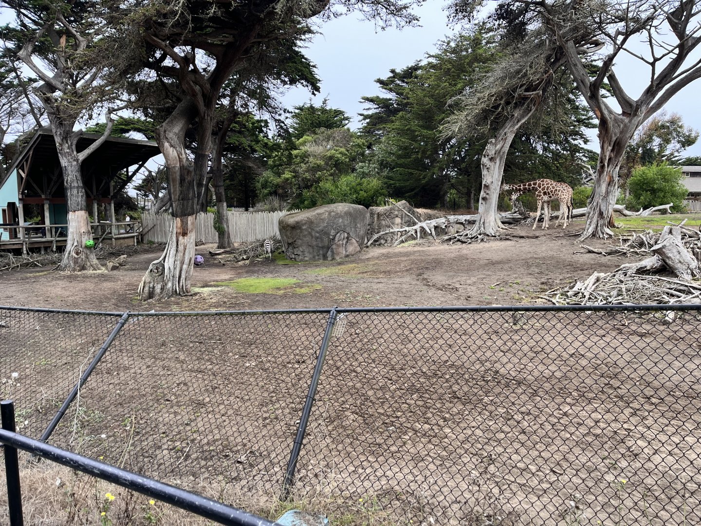 part of african mixed species habitat