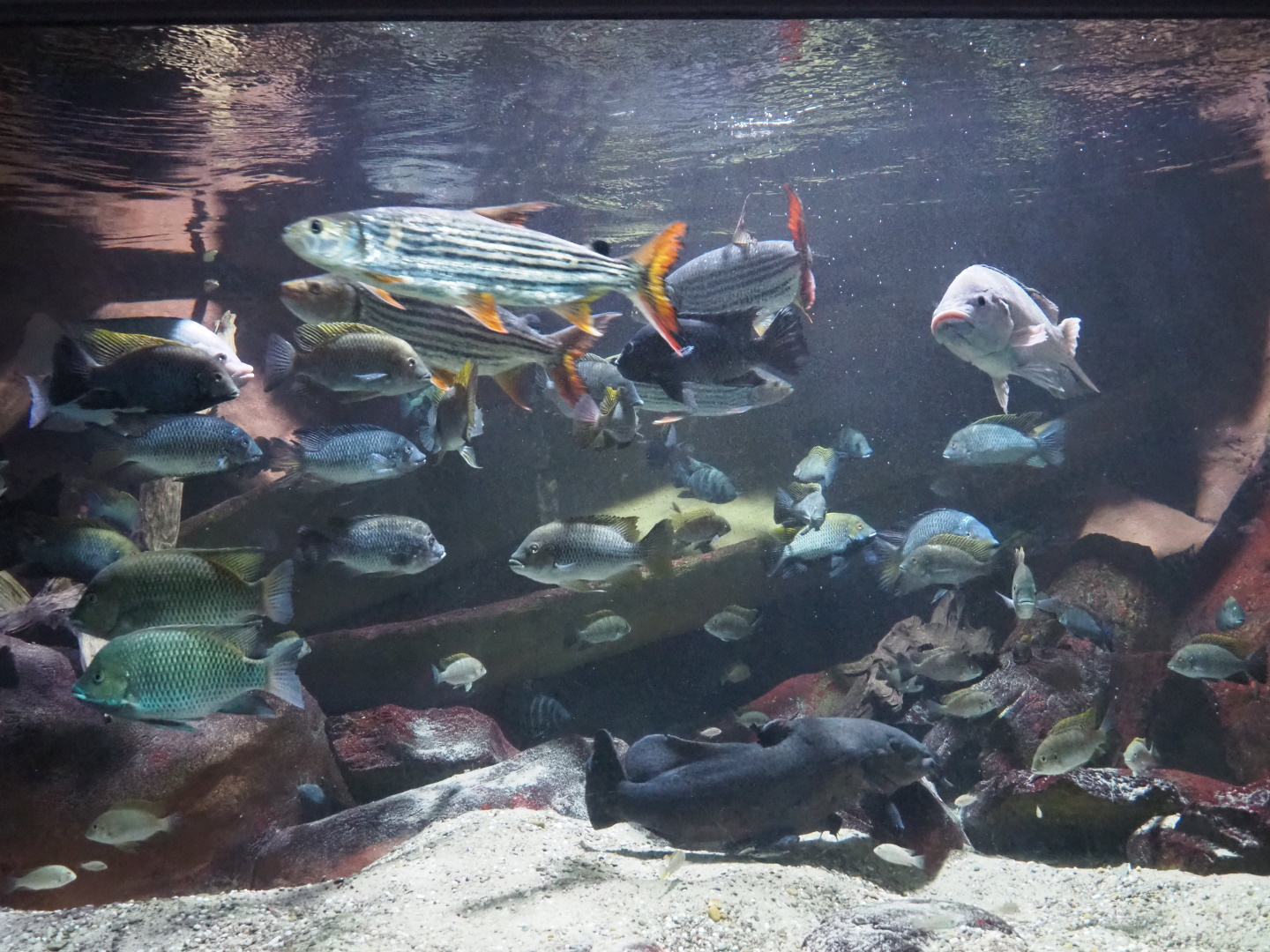 Part of African river tank, 2021-07-17