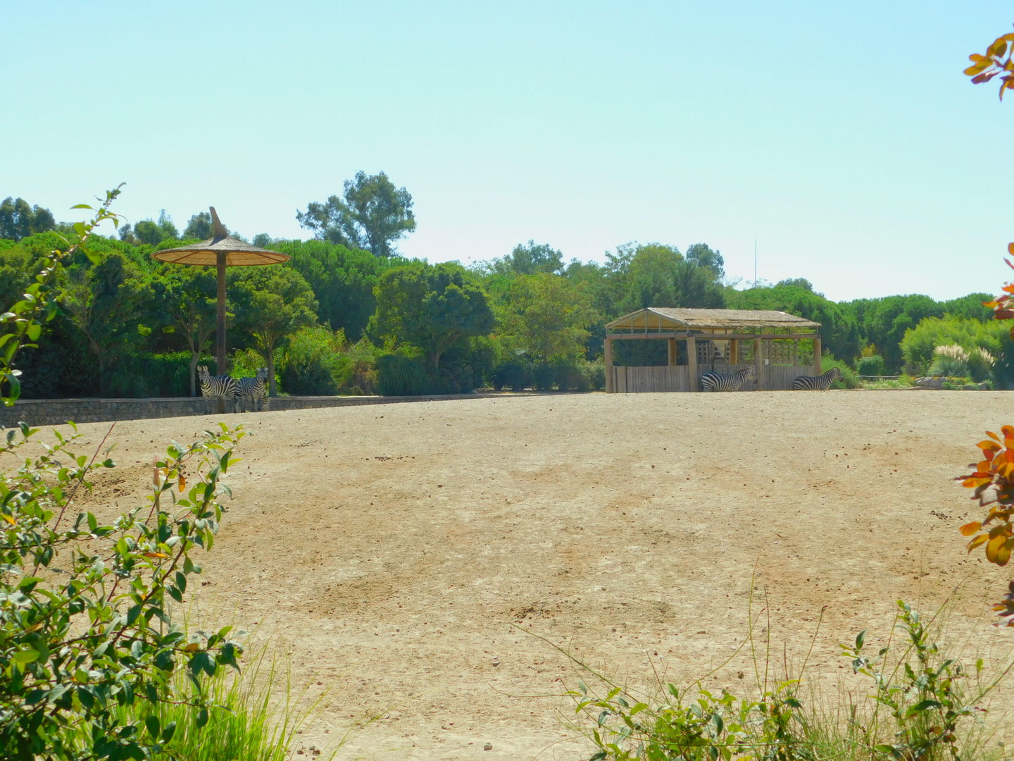 Part of African Savanna