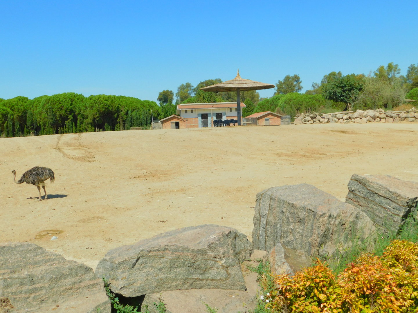 Part of African Savanna