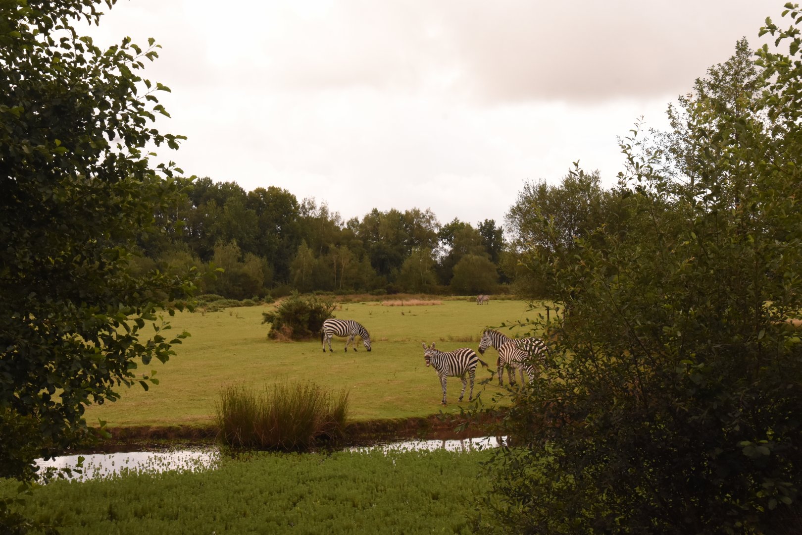 part of African savannah