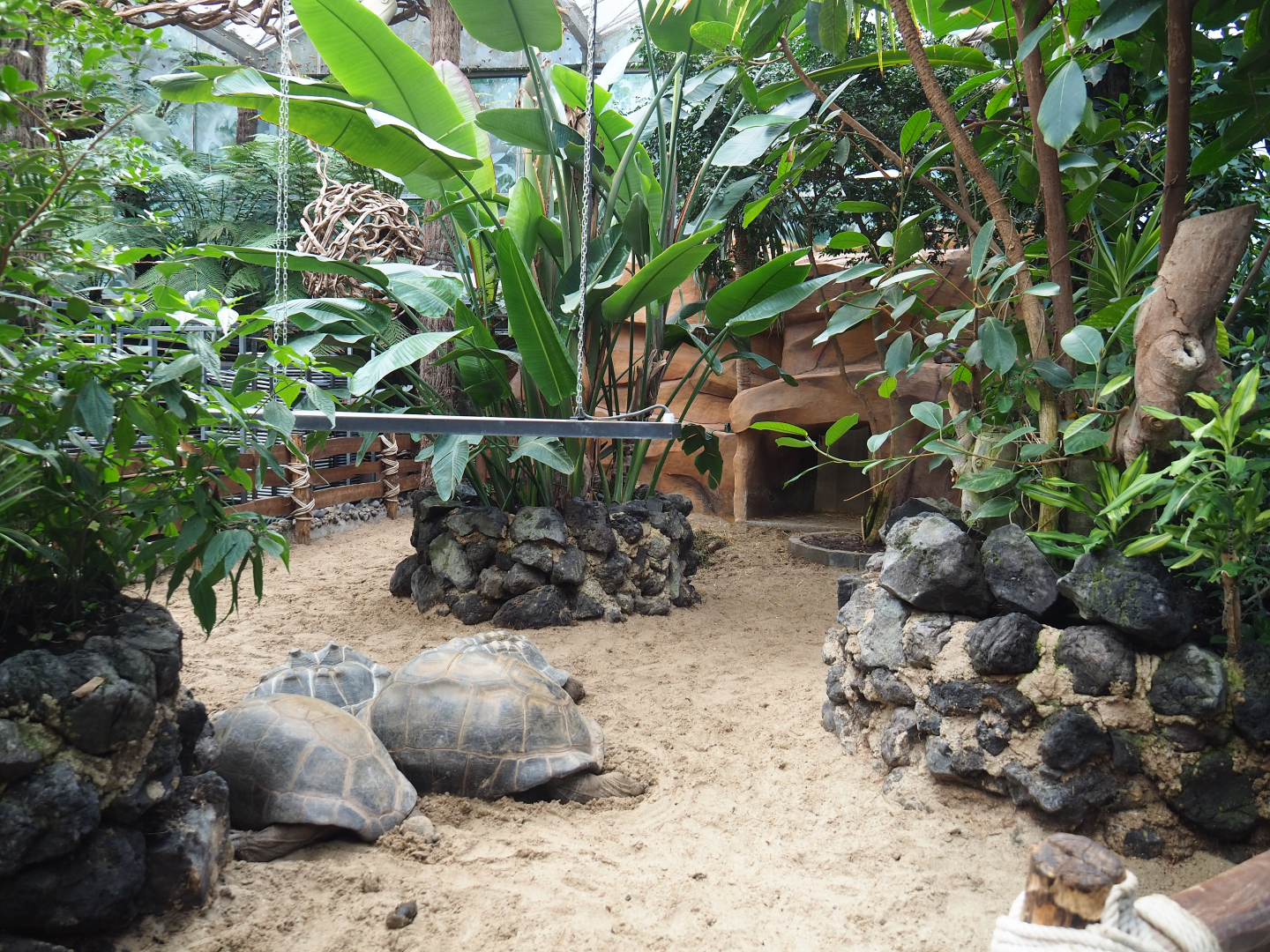 Part of Aldabra giant tortoise paddock, 2022-09-15