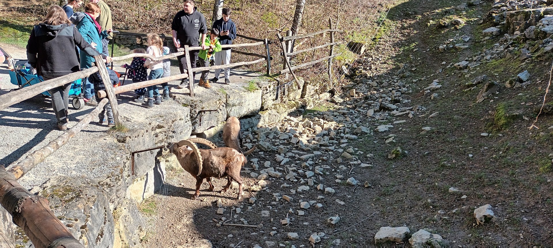 Part of Alpine Ibex Enclosure
