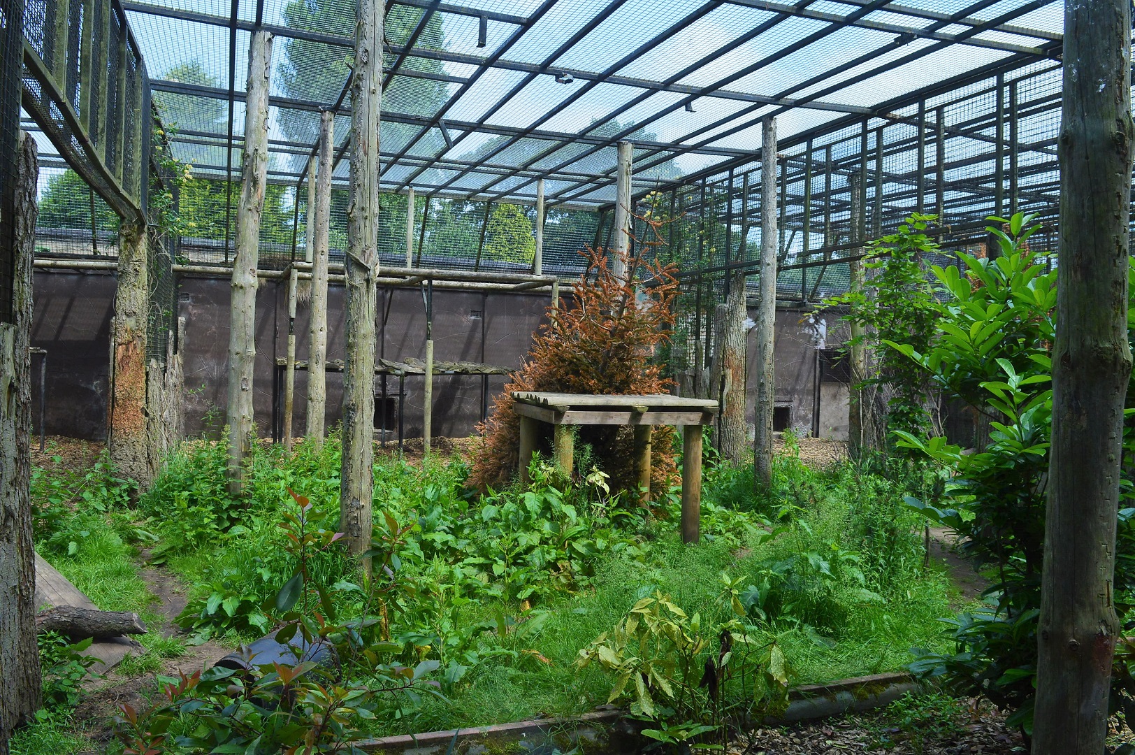 Part of Amur leopard cage