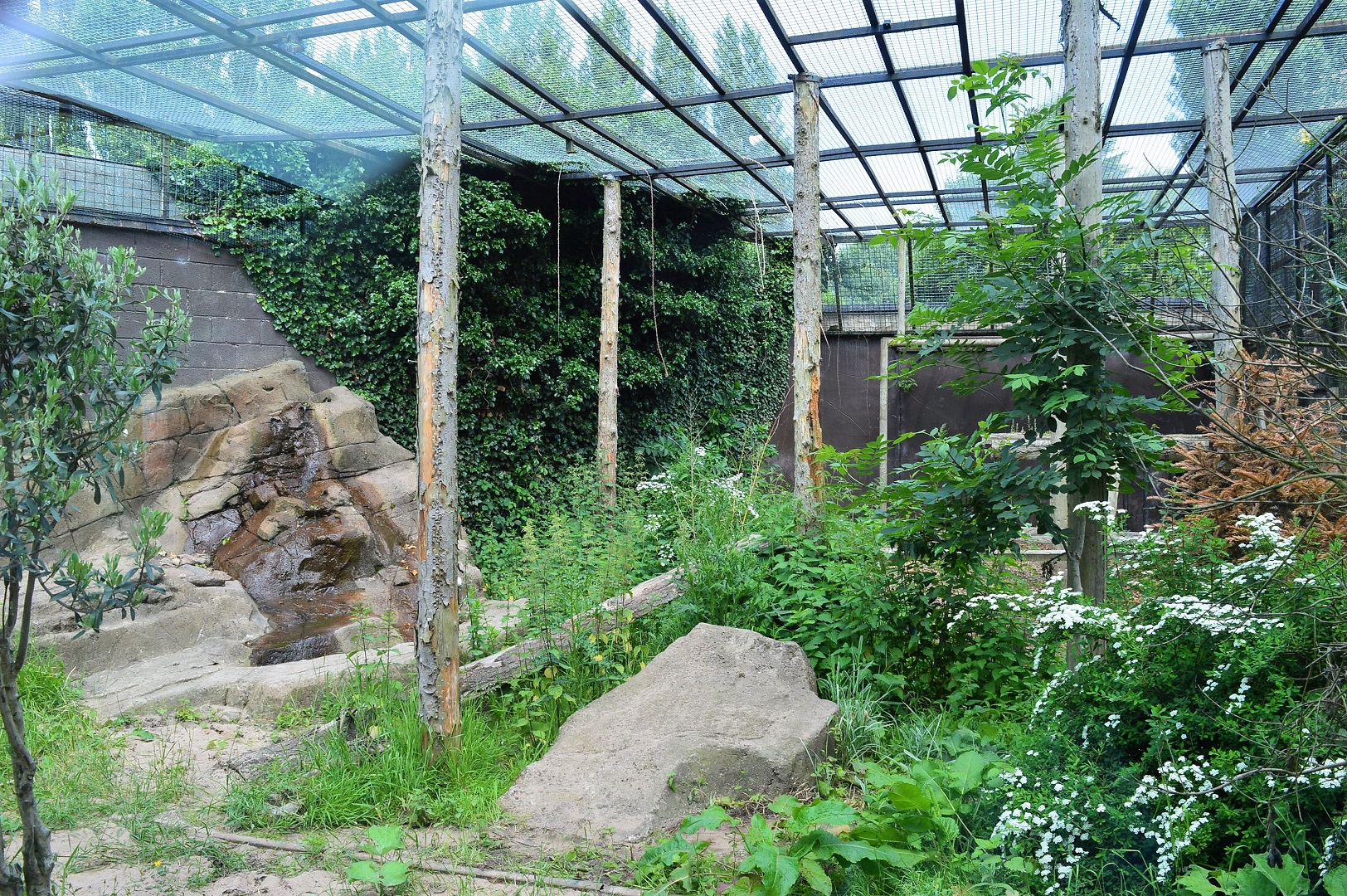 Part of Amur leopard cage