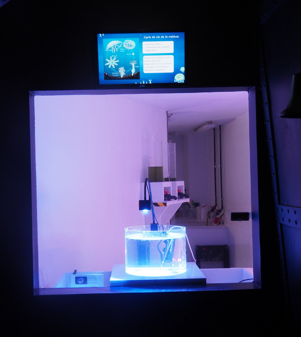 Part of aquatic nursery with upside-down jellyfish raising tank, 2022-09-14